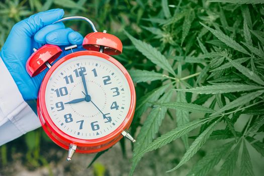 Times clock with Sativa Cannabis Marijuana plant leaves or Hemp for countdown to legalization medical herbal concept.