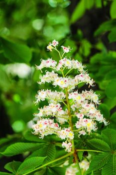 Bunches of chestnut flowers on a sunny May day. High quality photo