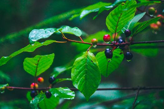 Wolf berries with raindrops on a branch with green leaves . High quality photo