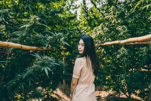 Woman in the Cannabis farm, Girl standing with Marijuana or Hemp green herbal plant.