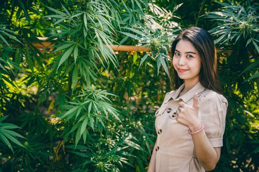 Woman thumbs up with Cannabis tree, young Marijuana plant farm owner success in Hemp plantation agriculture.