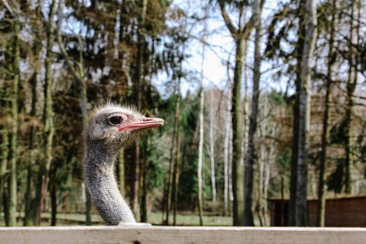 Ostrich head shot close-up on the background of the forest and sky. High quality photo