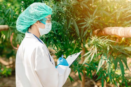 Agriculture Scientist researcher working with Sativa Cannabis plant farm research for plantation and extraction THC and CBD for medical treatment.