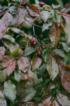 Red berries on a bush. Dogwood in raindrops. Red dogwood berries on a tree in raindrops. Vertical photo.