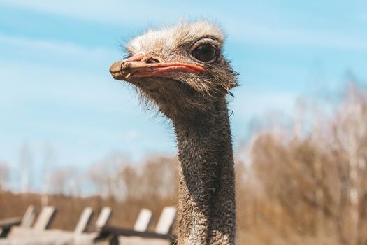 Ostrich head shot close-up on the background of the forest and sky. High quality photo