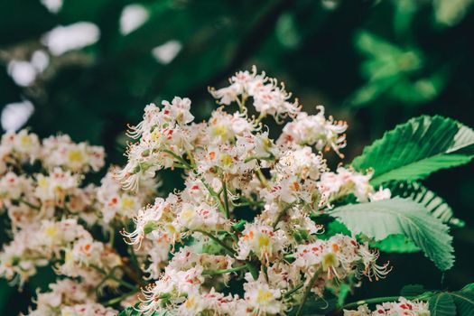 Bunches of chestnut flowers on a sunny May day. High quality photo