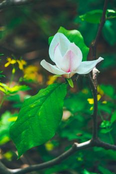 Beautiful white and pink flower in the rays of the summer sun. High quality photo
