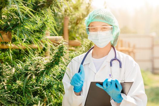 Agriculture science researcher with Sativa Cannabis indica plant farm research plantation and extract THC for medical use concept.