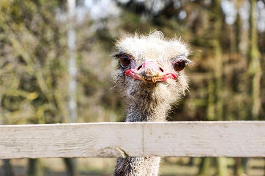 Ostrich head shot close-up on the background of the forest and sky. High quality photo