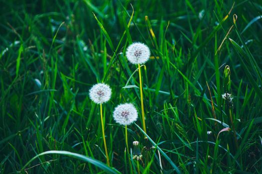 Three fluffy dandelions on a background of green grass. High quality photo
