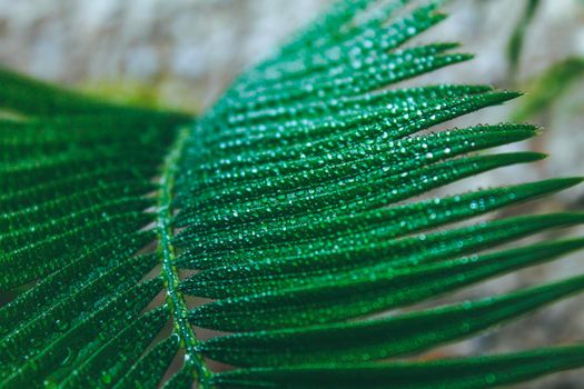 Deep green cycas leaves, shot close-up with water drops . Macro high quality photo