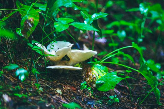 Several small mushrooms with a wide white cap grow under the stems of grass in the forest. High quality photo