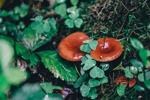 Two russula mushrooms growing between the blades of clover . High quality photo