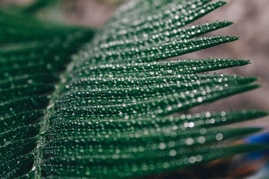 Deep green cycas leaves, shot close-up with water drops . Macro high quality photo