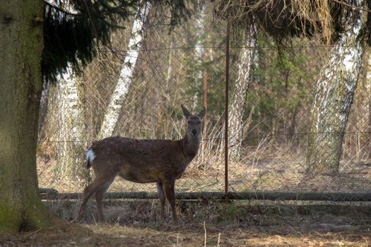 A small roe deer stands under a tree against the backdrop of a mesh fence. High quality photo