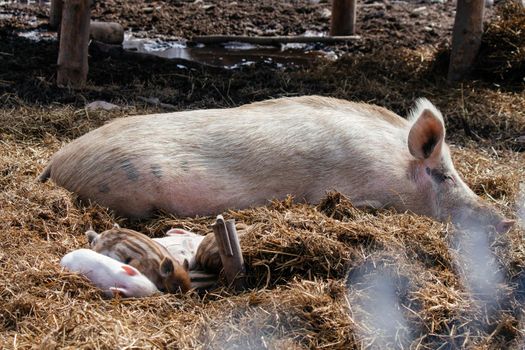 Little pink piglets lie in the hay next to the big mother pig. High quality photo