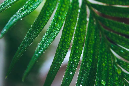 Deep green cycas leaves, shot close-up with water drops . Macro high quality photo