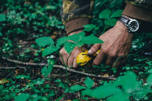 A mushroom picker cuts chanterelles with a knife in the forest . High quality photo