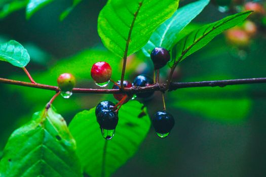 Wolf berries with raindrops on a branch with green leaves . High quality photo
