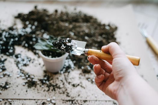 A woman's hand with a spatula. Transplanting a succulent into a plastic white pot. Echeveria The Black Prince. A spatula and a special primer for succulents.