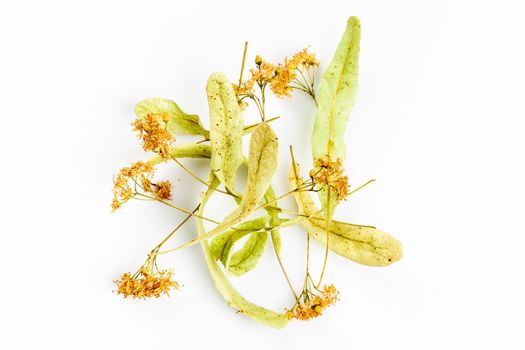 Lime tree flowers dried for herbal linden tea 