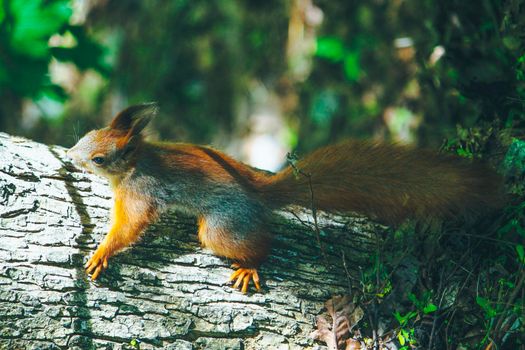 Red squirrel climbs a tree on a summer day in the sun. High quality photo