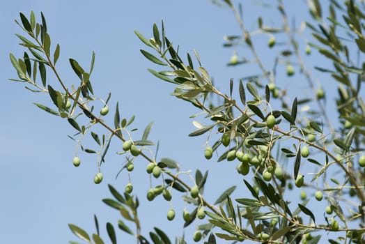 Olive tree branches with green olives on blue sky background.