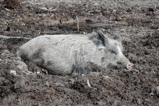 A gray wild boar lies lazily in the mud. High quality photo