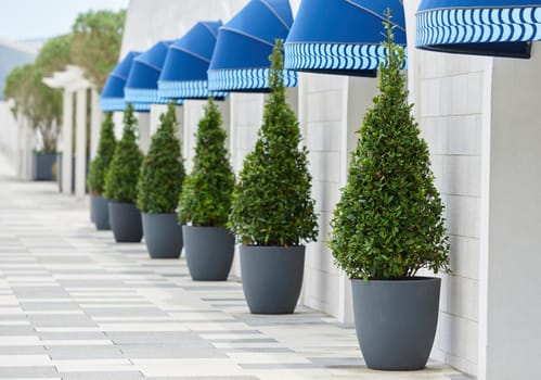 Trimmed laurel bushes in pots against the wall for exterior decoration.