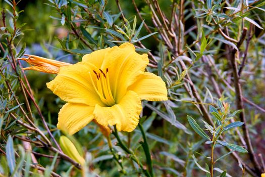 an Old World plant of the iris family, with sword-shaped leaves and spikes of brightly colored flowers, popular in gardens and as a cut flower.