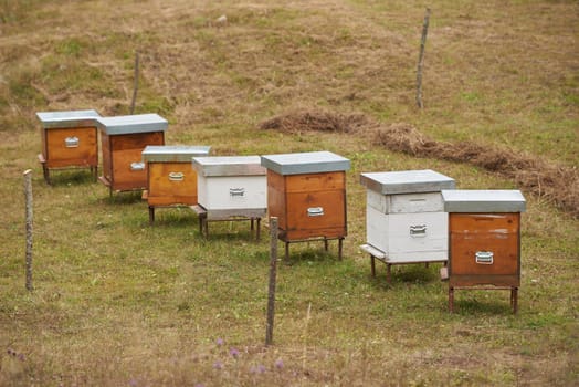 Bee hives on green grass in a field in Europe.
