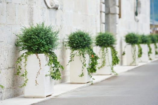 Row of potted bushes near the wall of the building.