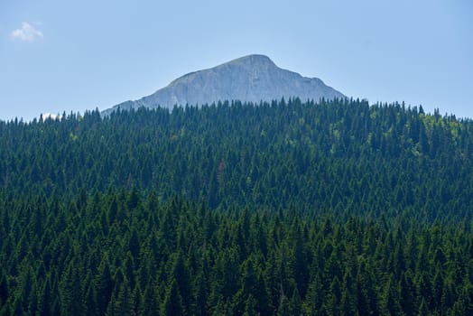 Dense coniferous forest and mountain peak in Montenegro.