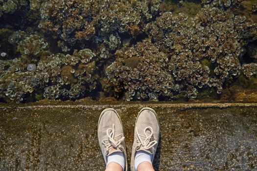 Human feet stand next to the sea and seaweed.