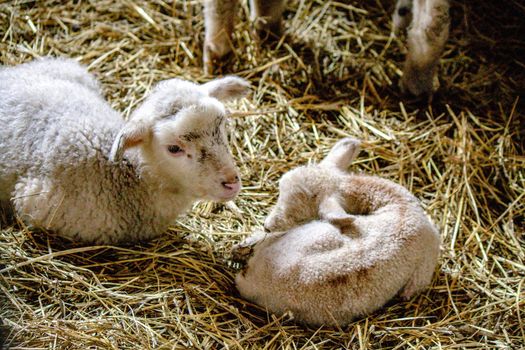 Two lambs are sitting in the hay huddled together. High quality photo