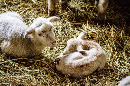 Two lambs are sitting in the hay huddled together. High quality photo