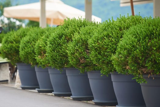 Boxwood bushes in hedge pots in a street restaurant.