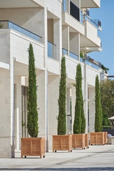 Tall cypress trees in wooden pots decorate the facade of a modern building in europe.