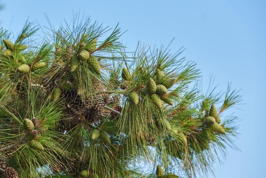 Pine branch with long needles and cones against blue sky.