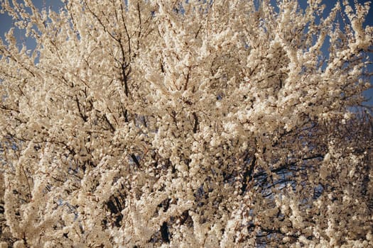 Fully flowering tree in the green field in spring and blue sky