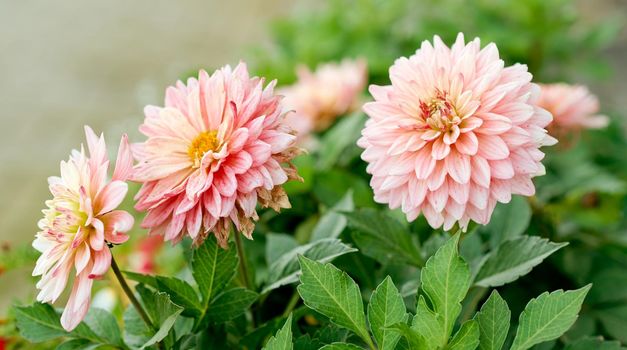 three beautiful dahlias of delicate pink color in the garden with green leaves. High quality photo