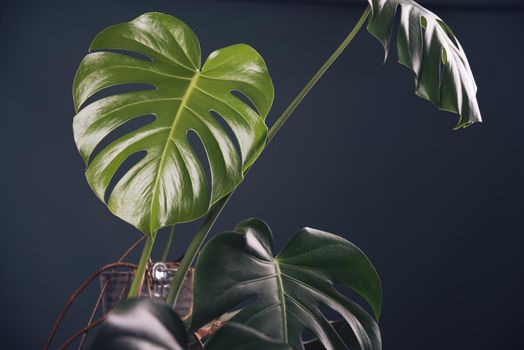 young monstera leaf next to the green wall. High quality photo