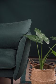 modern scandinavian couch with plant near. urban jungle. High quality photo