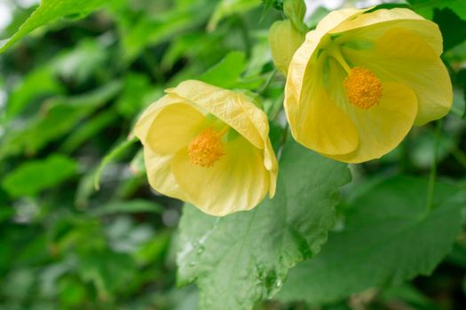 Bright yellow flower bloom from the plant Abutilon X Hybridum also known as Canary Bird.