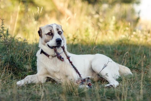 Asian shepherd lies on the grass in a nice nature background, and rips off the rope.