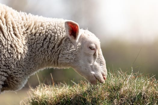 A detailed, low angle photo of a sheep eating grass. Blurred and smooth natural background.