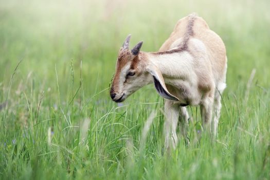 Little goatling with beige fur and horns in a green spring pasture. Free range grazing of goats.