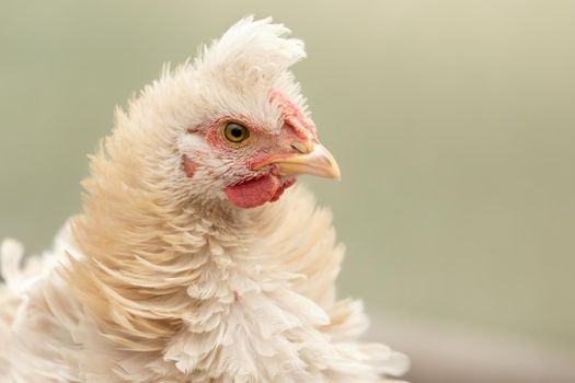 Horizontal portrait, of creamy white colour chicken with a fluffy tuft, in a light green blurred background.