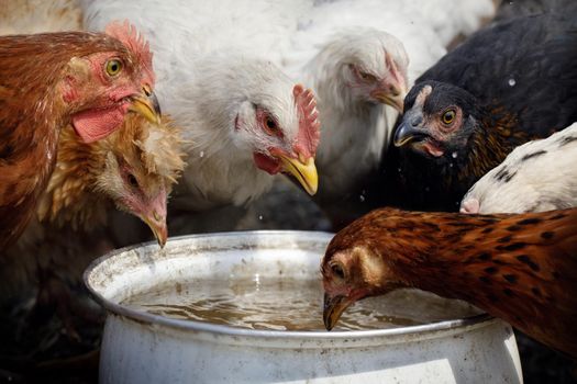 A flock of multicolored hens gathered at a white vessel to drink water.