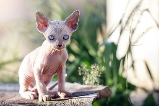 Lovely Canadian sphynx cat sits on a plank in the garden. A naked kitten posing and looking at camera in sunlit yard. Concept, pet love, animal life, cats breeding, enjoy freedom